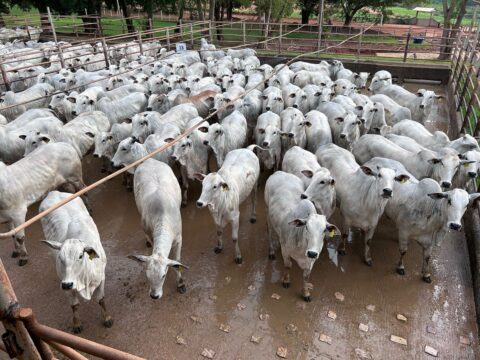 Araputanga (MT) recebe o Circuito Nelore de Qualidade com avaliação de 1.060 animais Araputanga (MT) recebe o Circuito Nelore de Qualidade com avaliação de 1.060 animais