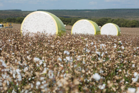 Do campo à indústria, o arame ajuda a preservar a qualidade do algodão brasileiro Do campo à indústria, o arame ajuda a preservar a qualidade do algodão brasileiro