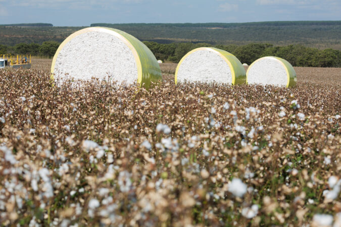 Do campo à indústria, o arame ajuda a preservar a qualidade do algodão brasileiro 