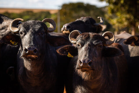 Comportamento animal: por que os búfalos exigem estruturas mais resistentes nas fazendas? Comportamento animal: por que os búfalos exigem estruturas mais resistentes nas fazendas?