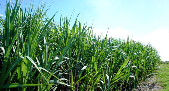 Clima e manejo desafiam produtores a buscar mais eficiência na cana-de-açúcar 