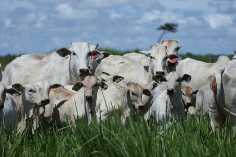 Leilão Nelore Paranã & Casa Branca oferta animais de alta produtividade na Expogenética, dia 20.08, em Uberaba Leilão Nelore Paranã & Casa Branca oferta animais de alta produtividade na Expogenética, dia 20.08, em Uberaba