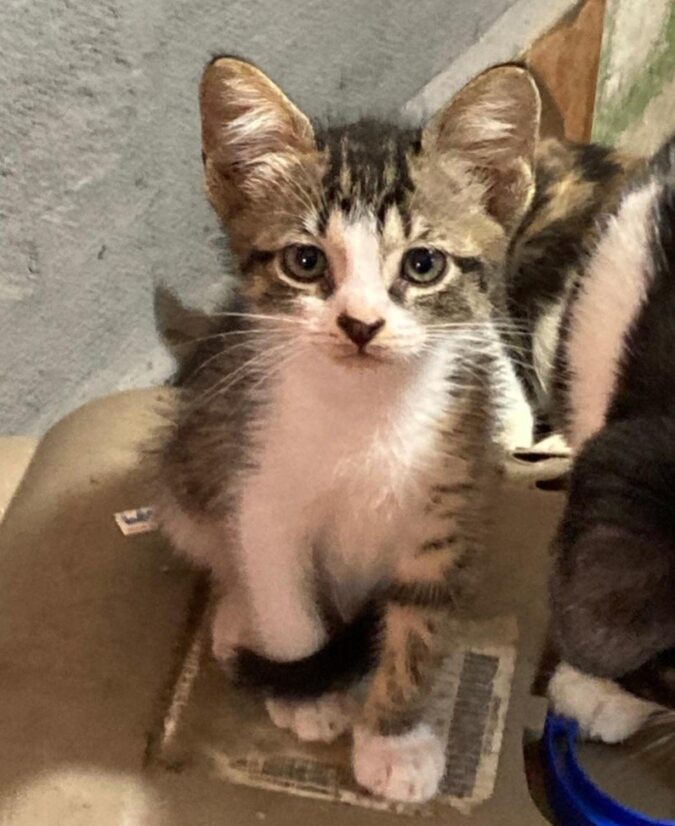 Caxias Shopping recebe mais uma edição da campanha de adoção de pets neste sábado