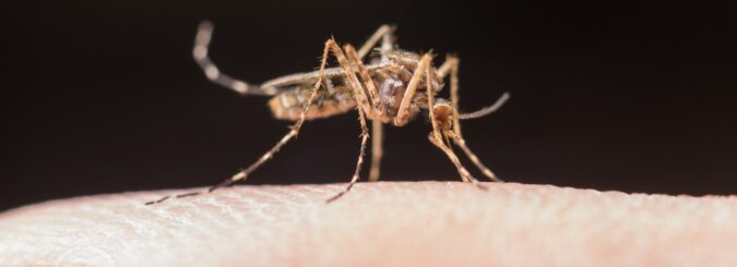 Leishmaniose exige atenção aos sinais e medidas de prevenção, orienta Hetrin