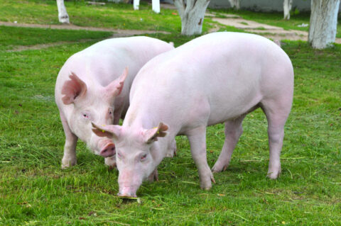 MCassab acompanha avanço do mercado Halal com solução certificada para aves e suínos