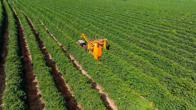 Cooperados da Cooxupé chegam a 87,5% da colheita de café