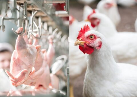 Condenações de carcaça podem gerar perdas significativas na avicultura de cort Condenações de carcaça podem gerar perdas significativas na avicultura de cort
