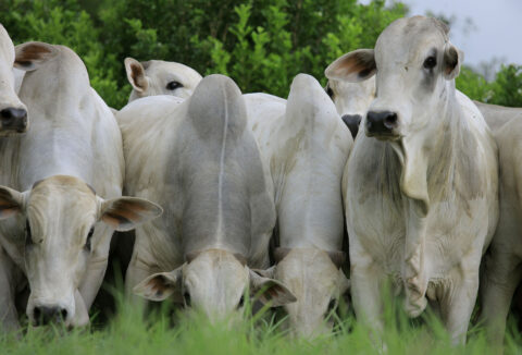 Comportamento da raça bovina influencia planejamento da fazenda 
