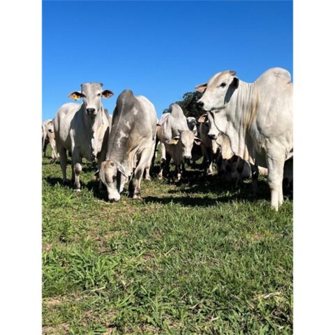 CFM abre as vendas na fazenda: touros prontos para a estação de monta CFM abre as vendas na fazenda: touros prontos para a estação de monta