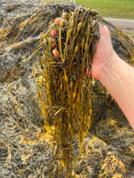 Adoção de biofertilizantes à base de algas marinhas amplia estratégias de manejo na agricultura. No Brasil 30% dos biofertilizantes são a base de algas marinhas Adoção de biofertilizantes à base de algas marinhas amplia estratégias de manejo na agricultura. No Brasil 30% dos biofertilizantes são a base de algas marinhas