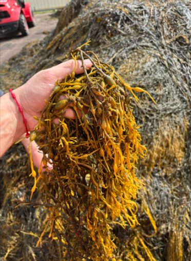 Excesso de chuvas também causa estresse nas lavouras e exige atenção do produtor Excesso de chuvas também causa estresse nas lavouras e exige atenção do produtor