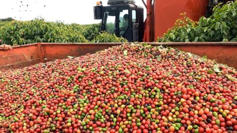 Colheita de café supera 90% entre cooperados da Cooxupé