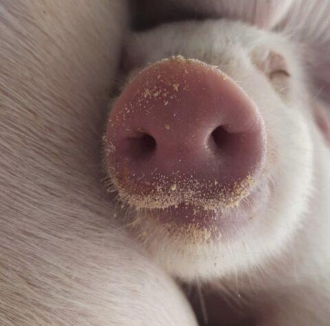 Vetanco anuncia vencedora do 3º Concurso Fotográfico Bacon Lovers; confira