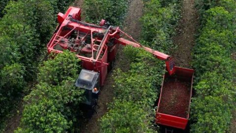 Colheita de café da Cooxupé chega a 95%