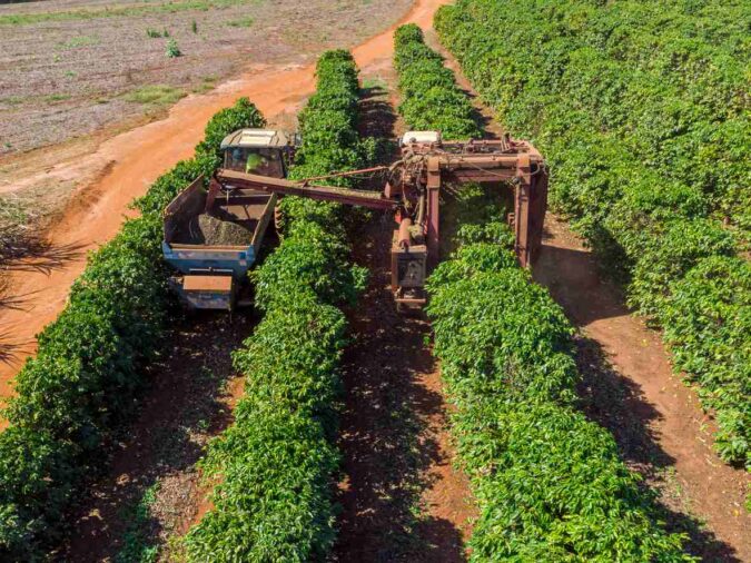 Último boletim da Cooxupé aponta 99,4% da colheita de café