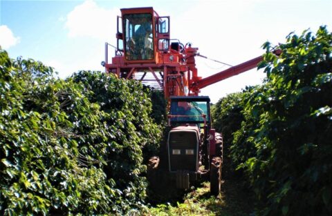 Colheita de café da Cooxupé chega a 98,6% Colheita de café da Cooxupé chega a 98,6%