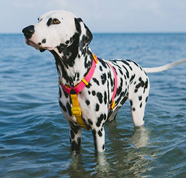 Cobasi amplia portfólio premium e passa a comercializar itens da Zee.Dog
