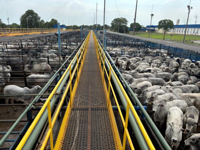 Diamantino (MT) receberá 6.600 animais em etapa do Circuito Nelore de Qualidade