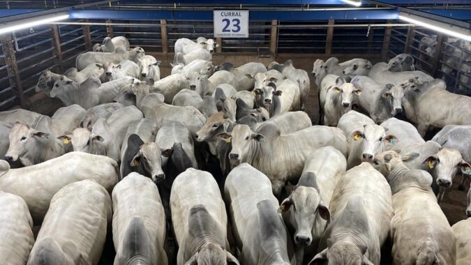 Alta Floresta (MT) recebe etapa do Circuito Nelore de Qualidade com avaliação de 750 animais