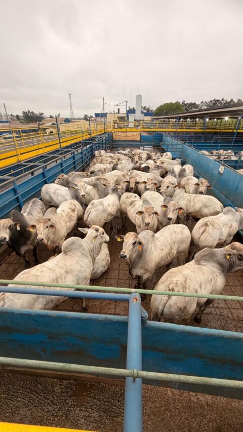 Circuito Nelore de Qualidade avalia quase mil animais em Lins (SP) Circuito Nelore de Qualidade avalia quase mil animais em Lins (SP)
