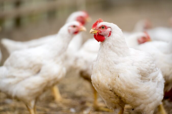 Phibro Saúde Animal renova certificação de Empresa Amiga do Bem-Estar Animal para seis produtos destinados à avicultura