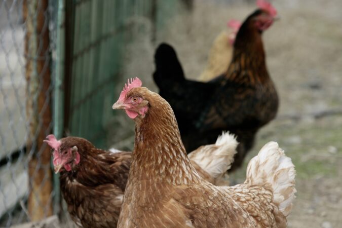 Equilíbrio intestinal ajuda a manter o desempenho das aves e reduz a necessidade de antimicrobianos