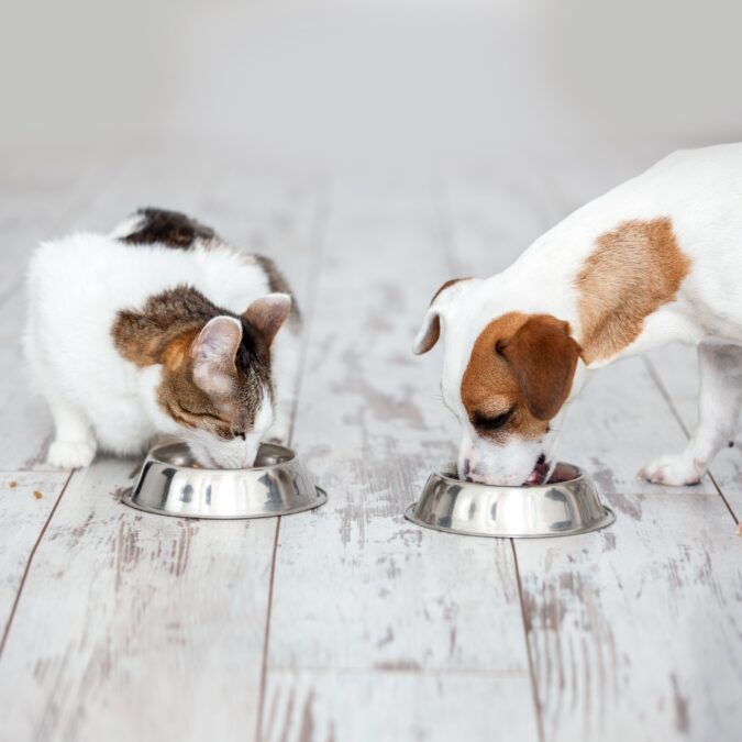 Nem sempre a quantidade de nutrientes determina a qualidade do alimento para cães e gatos, diz especialista