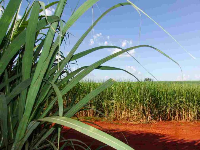 ORPLANA defende políticas públicas para produtores independentes de cana-de-açúcar de todo o país